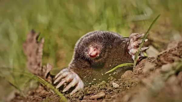 Как навсегда избавиться от кротов на своем огороде: лучшие методы, которые действительно работают