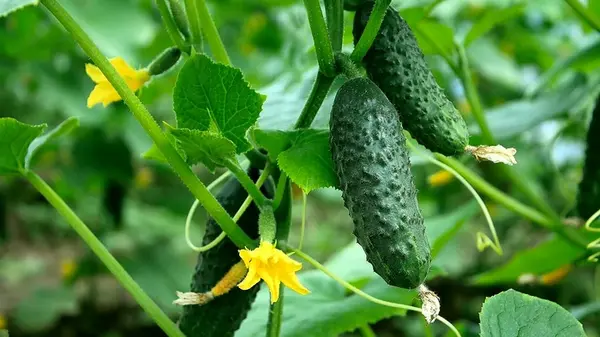 Как правильно удобрять огурцы в июле, чтобы они не горчили