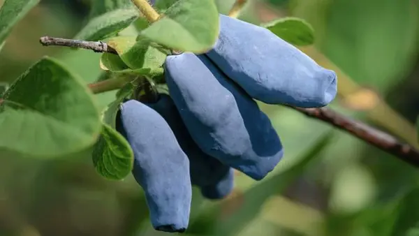 Недооцененная ягода, которая замедляет старение: обратите внимание в магазине