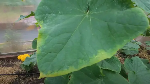 Листья огурцов желтеют по краям: что нужно сделать немедленно, иначе урожая не будет