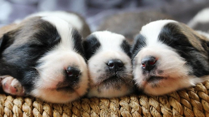 Вакцинация собак — какие прививки делать и когда