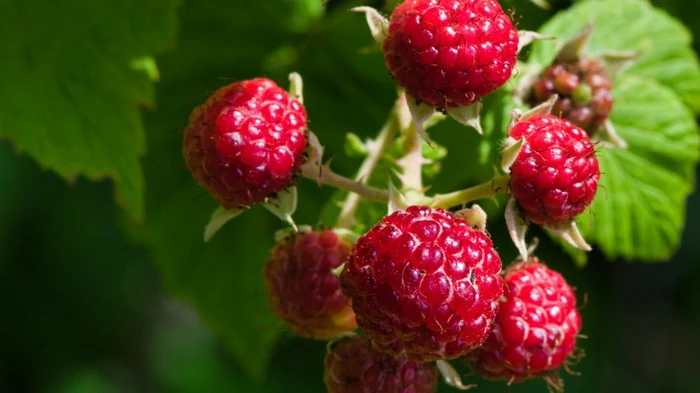 Чем подкормить малину в июле, чтобы ягоды были сладкими и большими