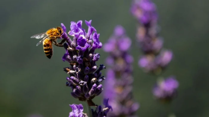 Простые, но эффективные «приманки» для пчел: как увеличить количество опылителей на участке