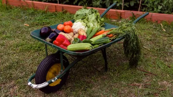 Можно ли есть овощи и фрукты с огорода без мытья? Это важно знать всем