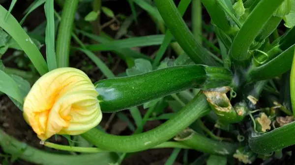 Вертикальное выращивание цуккини и кабачков: как сэкономить место и получить богатый урожай