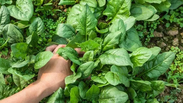 Овощ №1, который поможет избавиться от живота