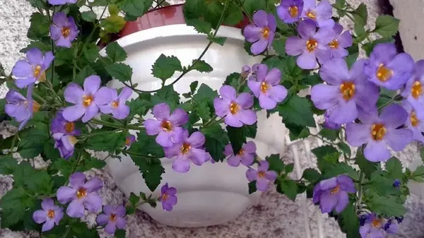 Посадите у себя в саду этот цветок – будет цвести без полива: что известно о нолане