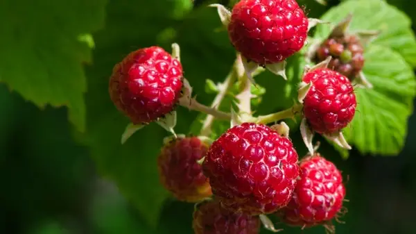 Чем подкормить малину в июле, чтобы ягоды были сладкими и большими