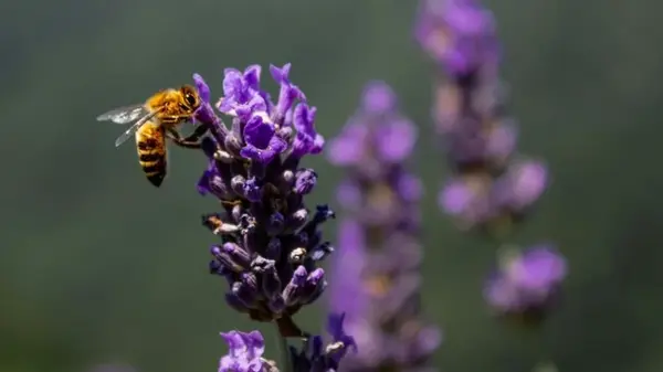 Простые, но эффективные «приманки» для пчел: как увеличить количество опылителей на участке