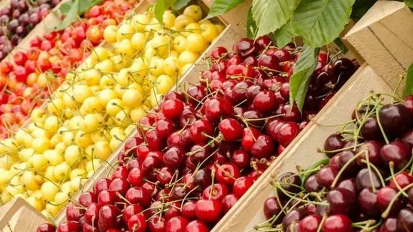 Черешня — все, что нужно знать о полезных и вредных свойствах ягоды
