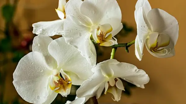 Орхидея засыхает: запомните пять основных шагов, чтобы спасти экзотический цветок