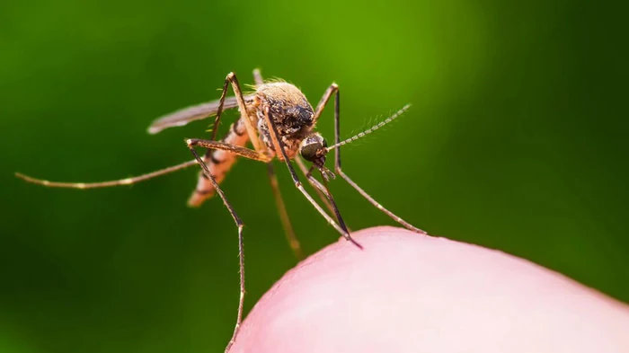 Как защитить дом от комаров без химии: простое средство из кухонных ингредиентов