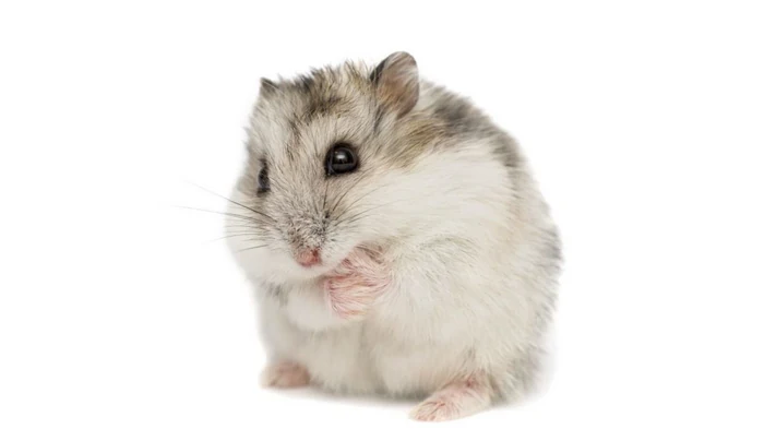 Тест: выберите хомяка и откройте свое внутреннее «я»