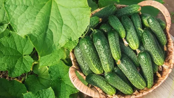 Чтобы огурцы росли как на дрожжах: эффективное и дешевое средство, которое есть у каждого дома