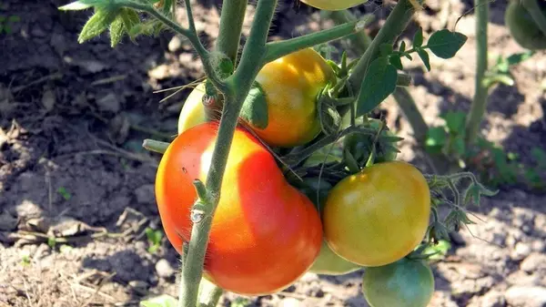 Чем подкормить помидоры для лучшего вкуса и от фитофторы