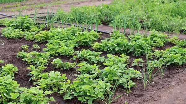 Какие культуры могут расти в тени, а которым обязательно нужно солнце