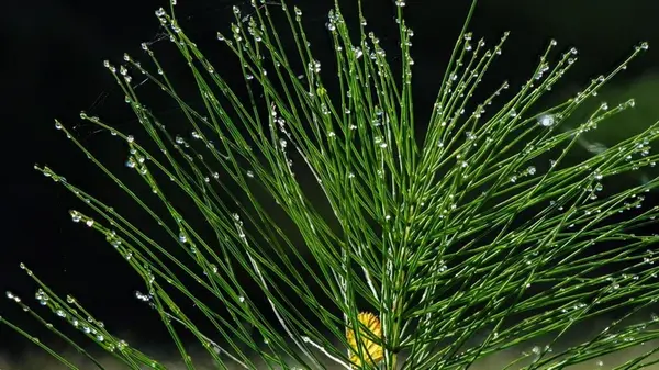 Чего боится хвощ: как быстро и безопасно избавиться от сорняков на огороде — советы экспертов