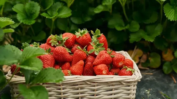 Чем подкормить клубнику после плодоношения, чтобы кусты набрались сил и хорошо перезимовали