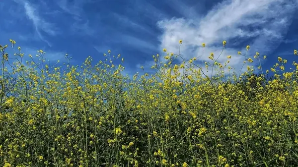 С этими растениями огород можно не перекапывать: что нужно посадить, чтобы разрыхлить почву