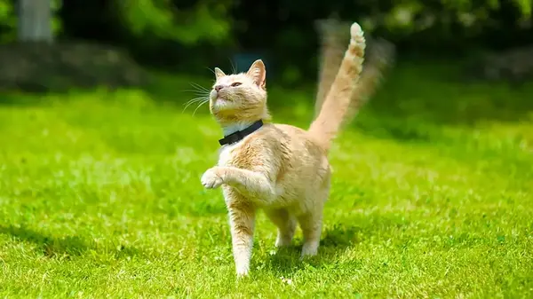 Как и зачем кошки двигают хвостом: ветеринар раскрыла тайны этого «инструмента»