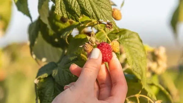 Что нужно обязательно сделать с малиной после сбора урожая: нельзя игнорировать этого