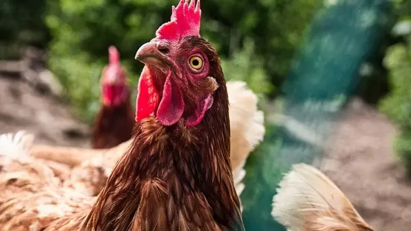 Сколько лет куры могут нести яйца: эксперты объяснили, от чего это зависит, и можно ли продлить