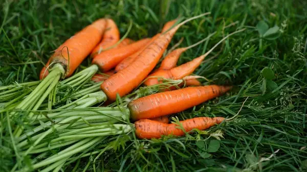 Что полезнее, морковь или морковный сок: диетологи дали окончательный ответ