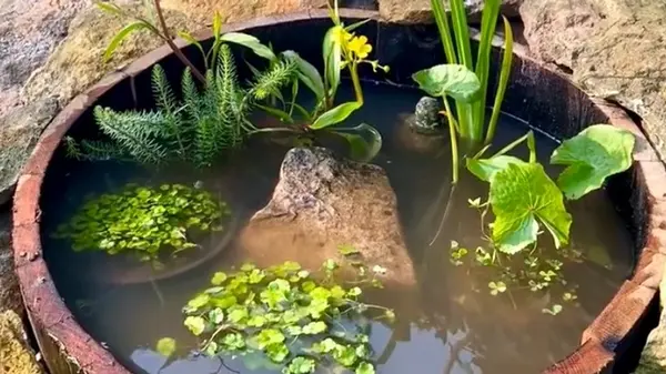 Как сделать небольшой пруд в обычной бочке в собственном саду