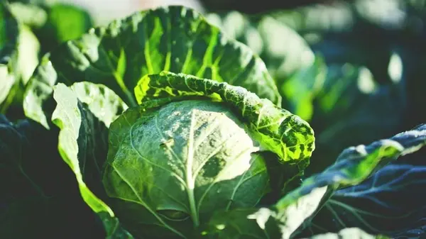 Всего лишь 1 литр настоя — и кочаны вырастут размером с арбуз: что вносить под капусту в июле