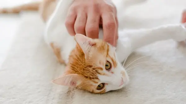 С этими породами легко жить вместе: топ-8 спокойных кошек, которые подходят для владельцев квартир