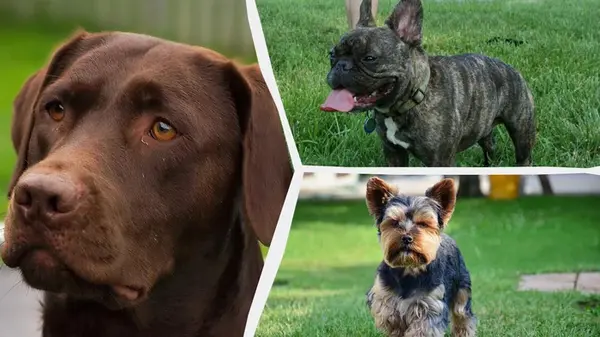 Какие собаки станут для вас настоящими друзьями: ветеринары назвали топ-7 пород