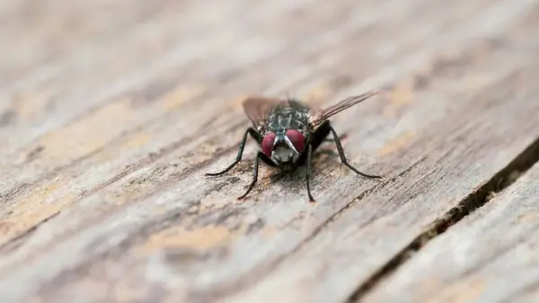 Как изгнать мух без химии: эксперты назвали 4 растения, которых не терпят насекомые