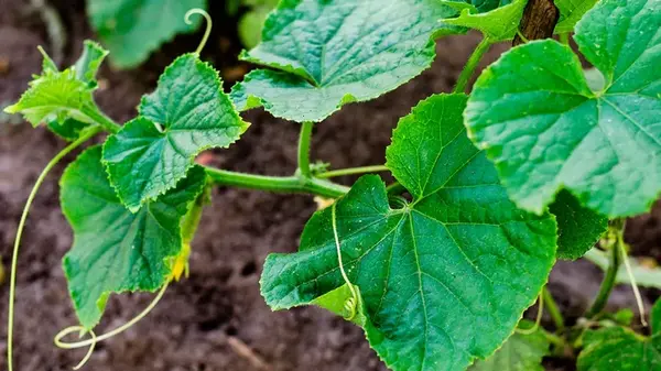 Огурцы цветут, но не плодоносят: что делать, советуют эксперты