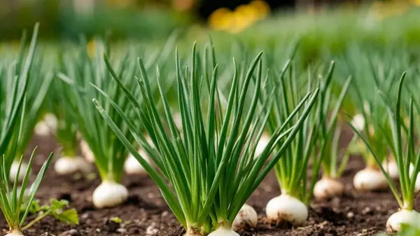 Когда выкапывать лук: день-два задержки — и урожай пропал