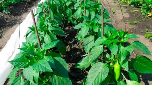 Чем и как подкормить перец для хорошего урожая, который защитит от многих болезней