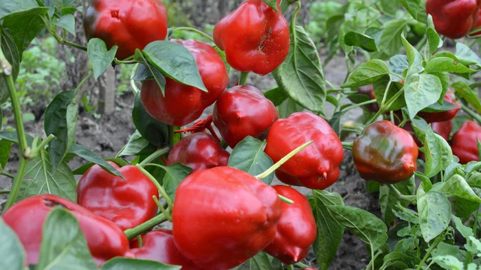 Перцы будут сладкими и мясистыми: чем их подкормить для рекордного урожая