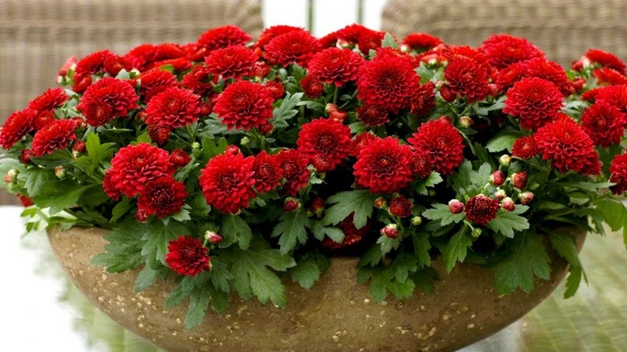Как вырастить роскошные хризантемы: главные правила ухода