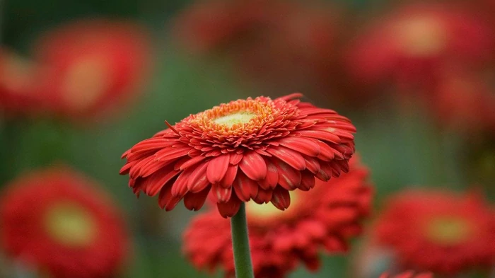 Герберы: как выращивать эти солнечные цветы дома или в саду