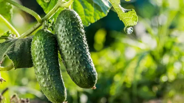 1 стакан под куст — и огурцы начнут плодоносить в 5 раз активнее: полить надо в июле