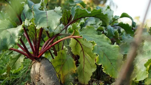 Не бор и не калий: чем подкормить красную свеклу в летнюю жару, чтобы росла, как на дрожжах