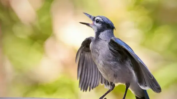 Почему птицы поют на рассвете: ответ ученых
