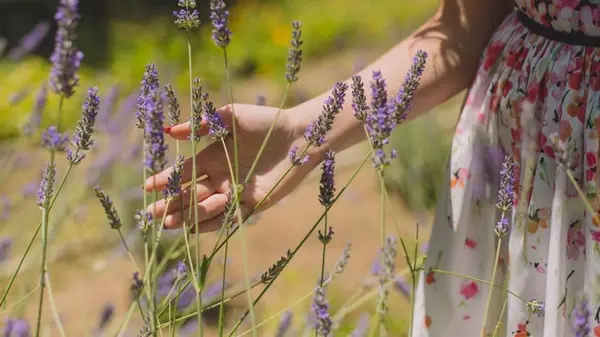 Отвадите комаров: растения, которые нужно посадить на участке