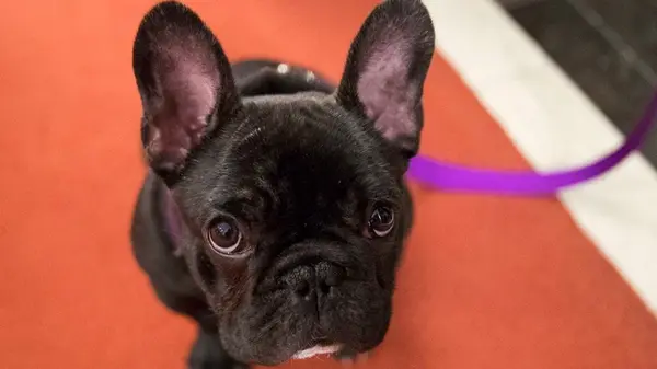 «Диванные собаки»: кинолог рассказал о породах, которые легко содержать в квартире