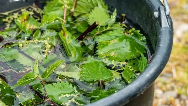 Удобрение из крапивы: огурцы растут, как на дрожжах, после такой подкормки