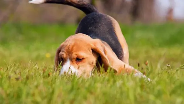 Почему собаки виляют хвостом: ветеринар объяснил скрытые значения поведения животных