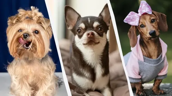 ТОП-7 маленьких собак, которые живут дольше всех: некоторые до 20 лет