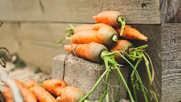 Как сделать так, чтобы морковь росла ровной и не трескалась: в июле проверните один трюк