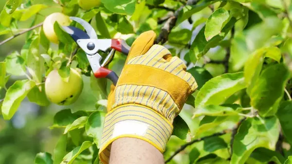 Успейте сделать до осени: какие деревья обязательно обрезают летом, чтобы повысить урожайность