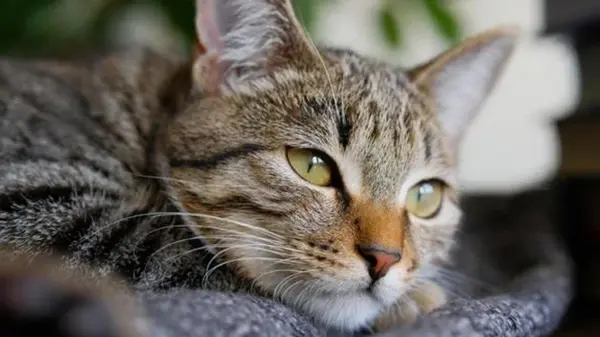 Как коты узнают своих владельцев, различают чужих