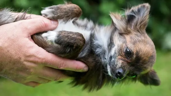 Какие породы маленьких собак живут дольше всего: результаты исследований